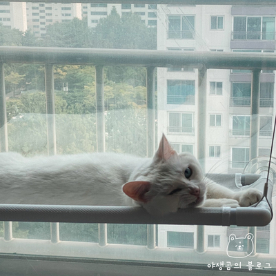  고양이창문해먹 그레이독 윈도우해먹을 모카에게 선반 선물했어요
