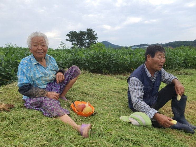 사과허씨요