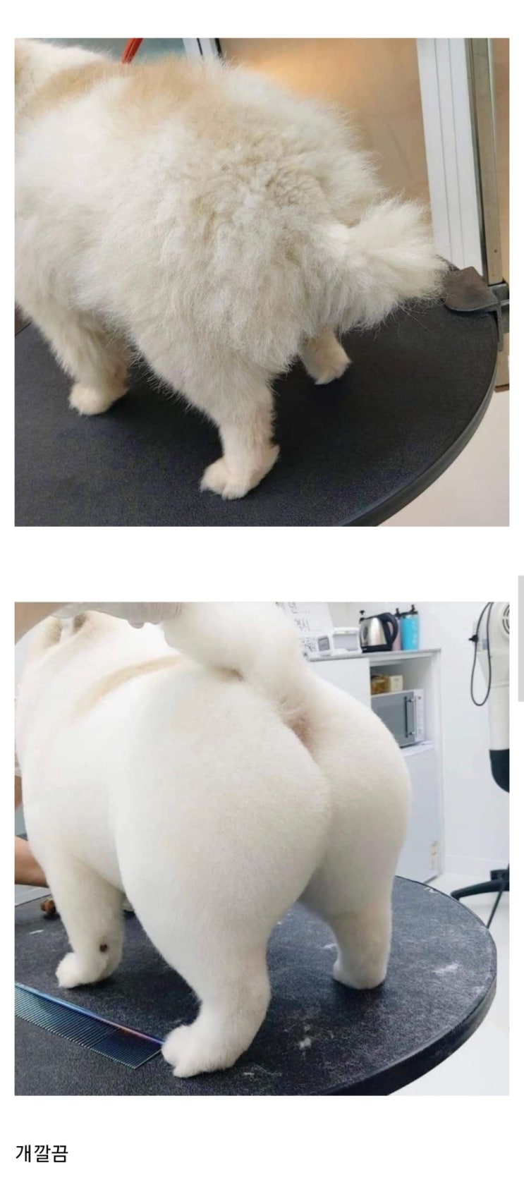  강아지 엉덩이 미용 전후