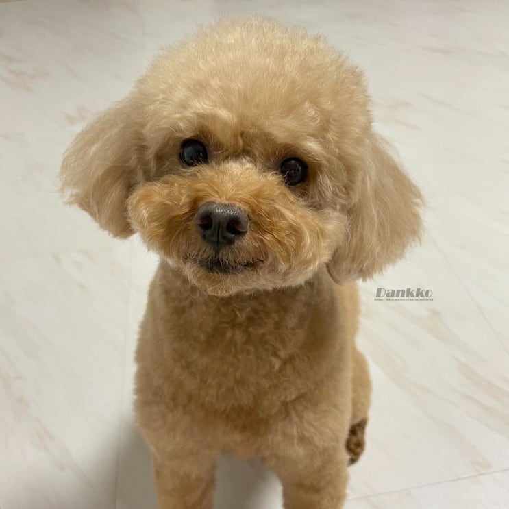  강아지 털관리에 좋은 페스룸 모이스처 미스트 피부보습, 컨디셔닝효과 (실제 2주 사용후기)
