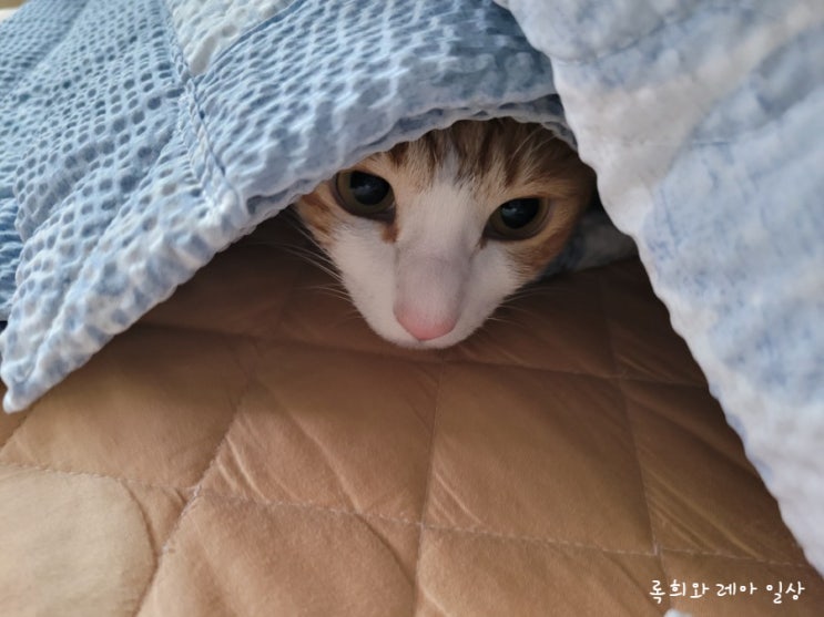  고양이도 애착이불 있나요?