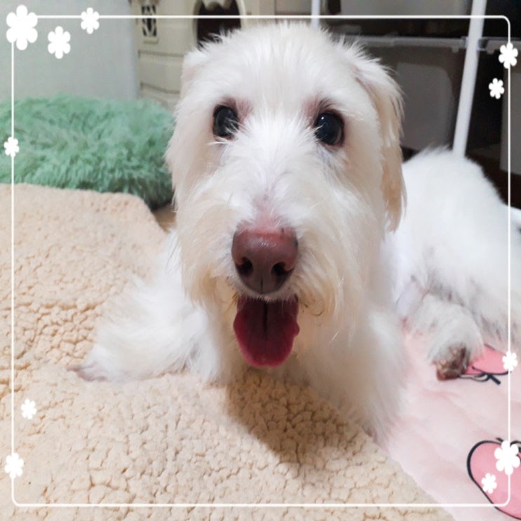  강아지 장폐색 원인과 증상을 알아볼까요