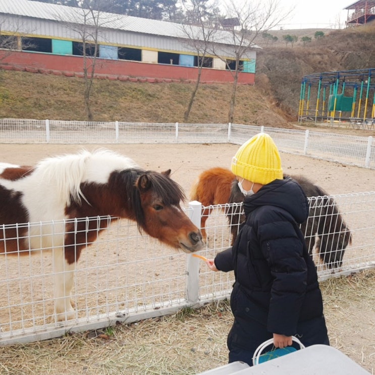  경북 영천 어린이체험 홀스파크