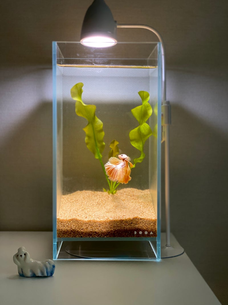 베타 밴드 정리, 베타 분양 하프문vs 플라캇 : 네이버 블로그, image size:800x1067