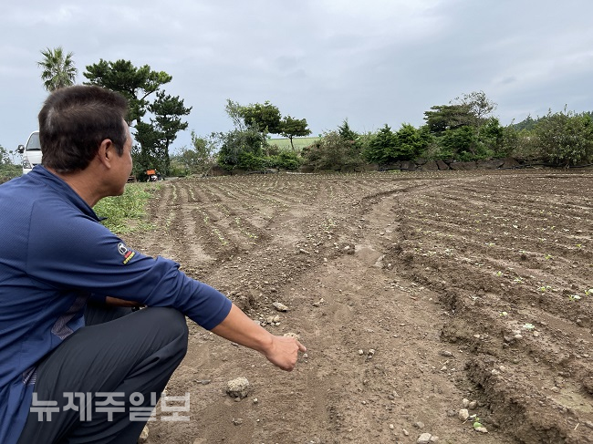 가을장마로 울고, 재해보험에 애타고...농가 ‘이중고’