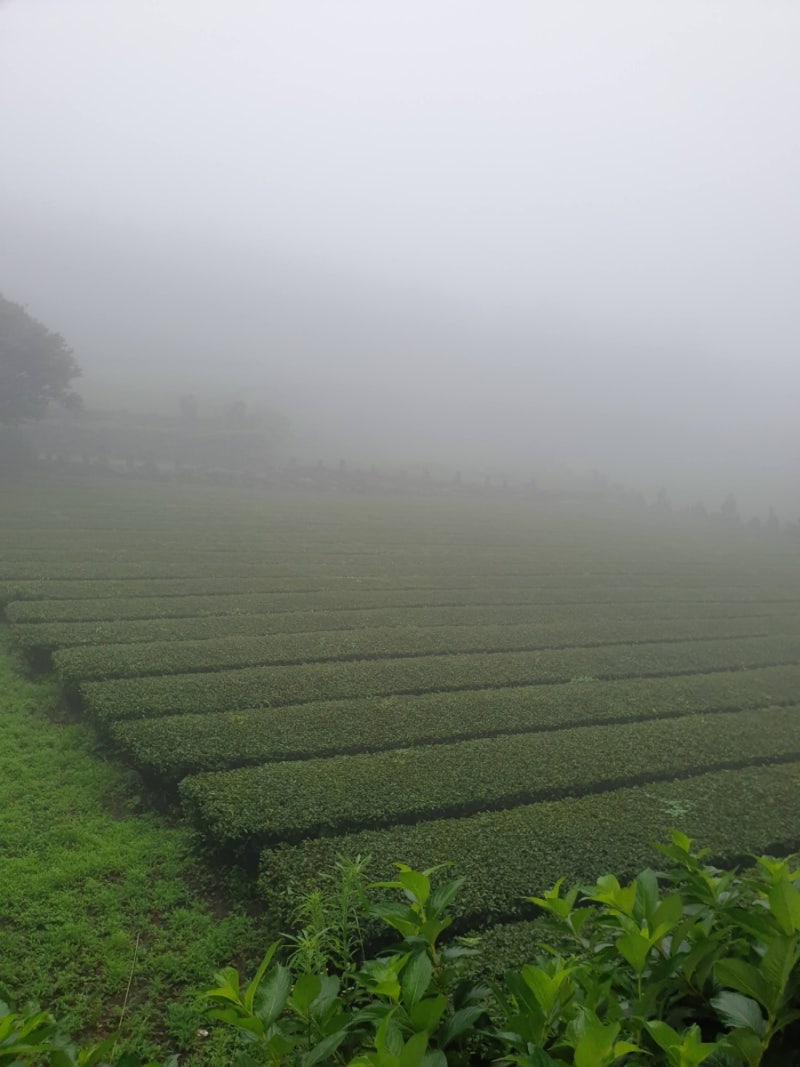 카페] 제주 서귀포 차밭 :: 서귀다원 (안개낀 날 다녀온 후기) : 네이버 블로그, image size:800x1067