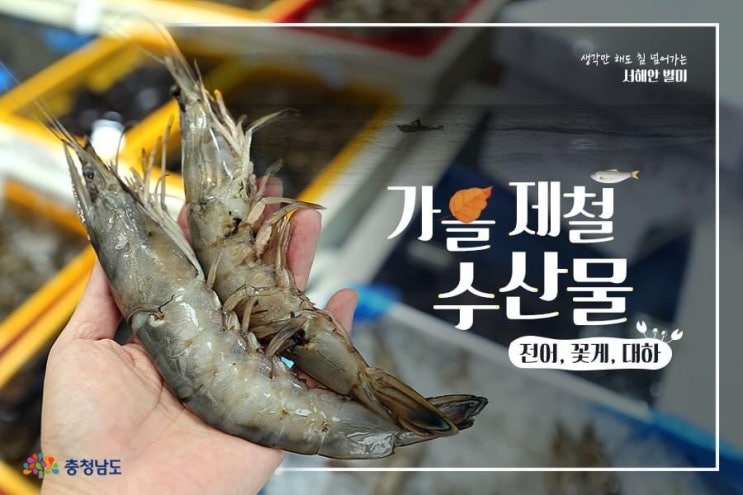 생각만 해도 침 넘어가는 서해안 별미 가을 제철 수산물 전어, 꽃게, 대하 | 충남도청페이스북