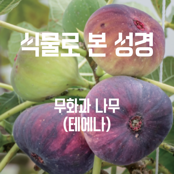  식물로 본 성경 - 무화과나무 "테에나" (תאנה)