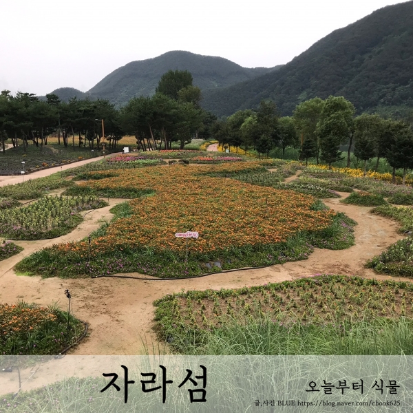  가평 자라섬 꽃정원