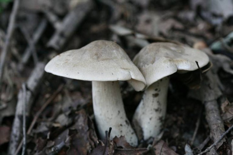야생 식용버섯 - 밀버섯