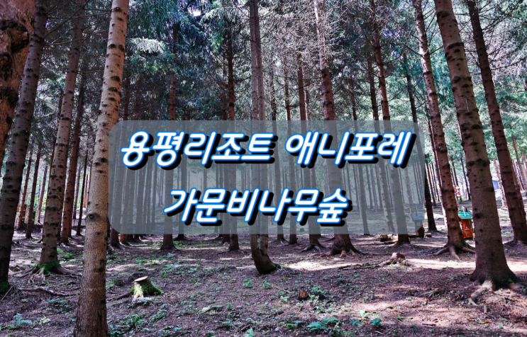 10월 개장을 앞둔 평창 용평리조트 애니포레 가문비나무숲길 10월 개장을 앞둔 평창 용평리조트 애니포레 가문비나무숲길