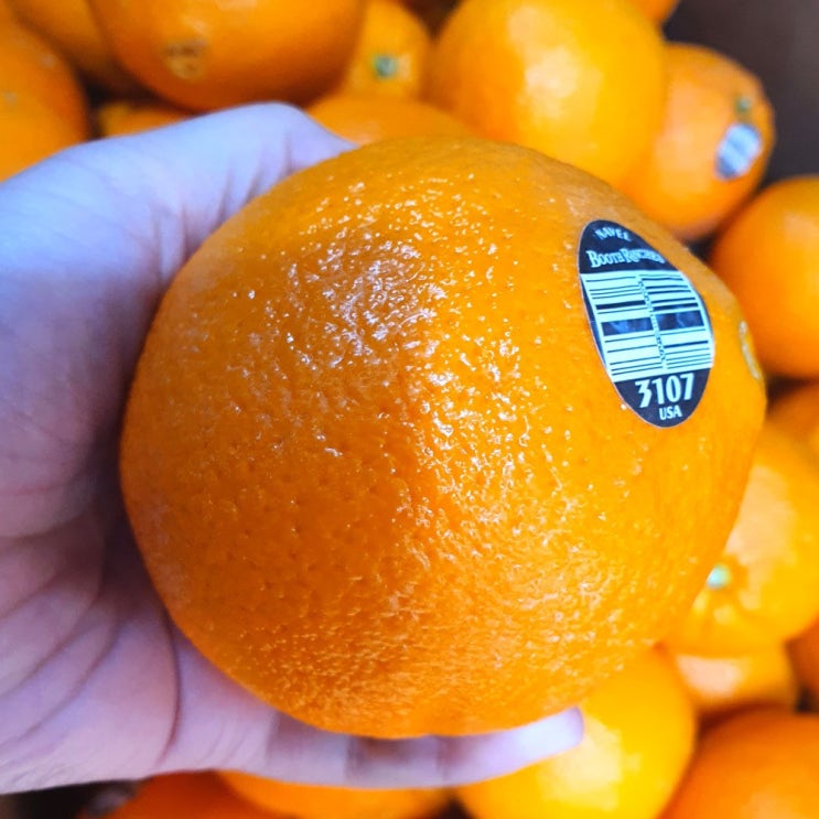 인지도 있는 블랙라벨 오렌지 5.8kg 17kg 고당도오렌지 특대과 네이블 부스렌치 미국 캘리포니아 추천해요