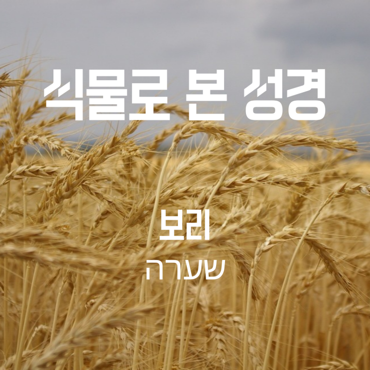  식물로 본 성경 - 보리 (세아라 = שערה) - 이스라엘에는 "떡"이 없다!