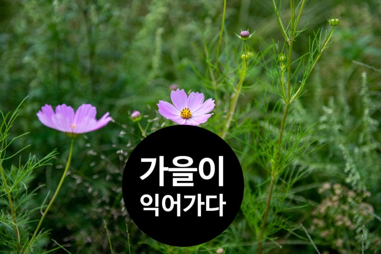  가을이 익어가는 풍경