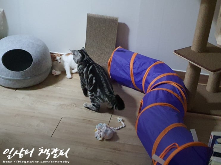  [슈비와 밤비] 아기고양이 합사 7일차 2021. 9. 10. 밤 이야기