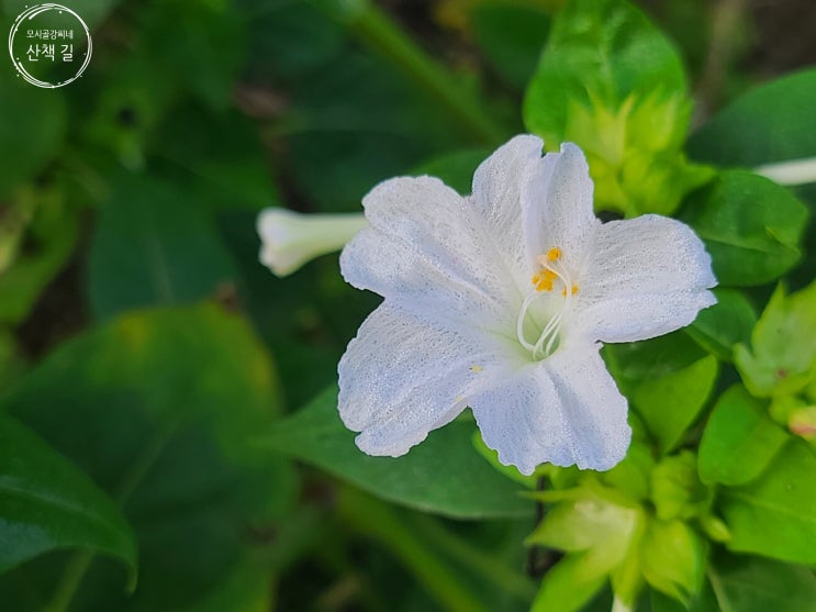  동네 산책 길에 함께한 것들....