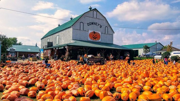  토론토 인근, 호박 축제(Pumpkin Festival) 열린다.