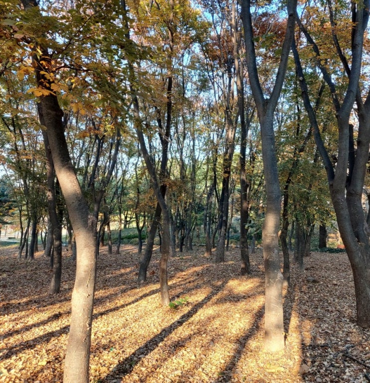 길 / 하늘과 바람과 별과 시   윤동주