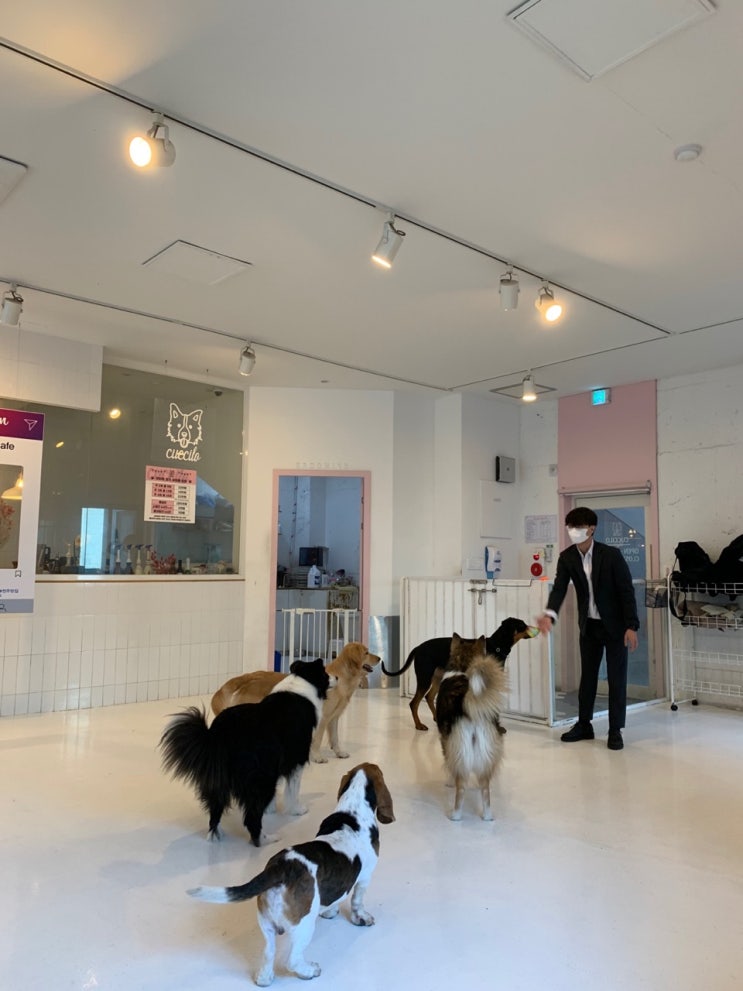   전주 효자동 신시가지 애견 카페 강아지 호텔 반려동물 유치원 쿠치로 CUCCILO