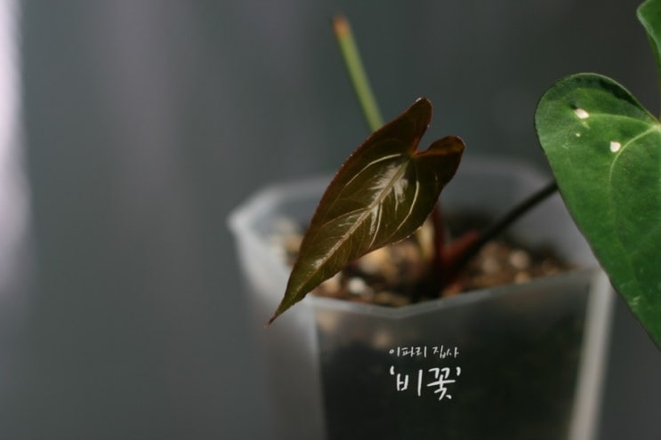  [안스리움 파필릴라미넘 하이브리드] 새순 자랑