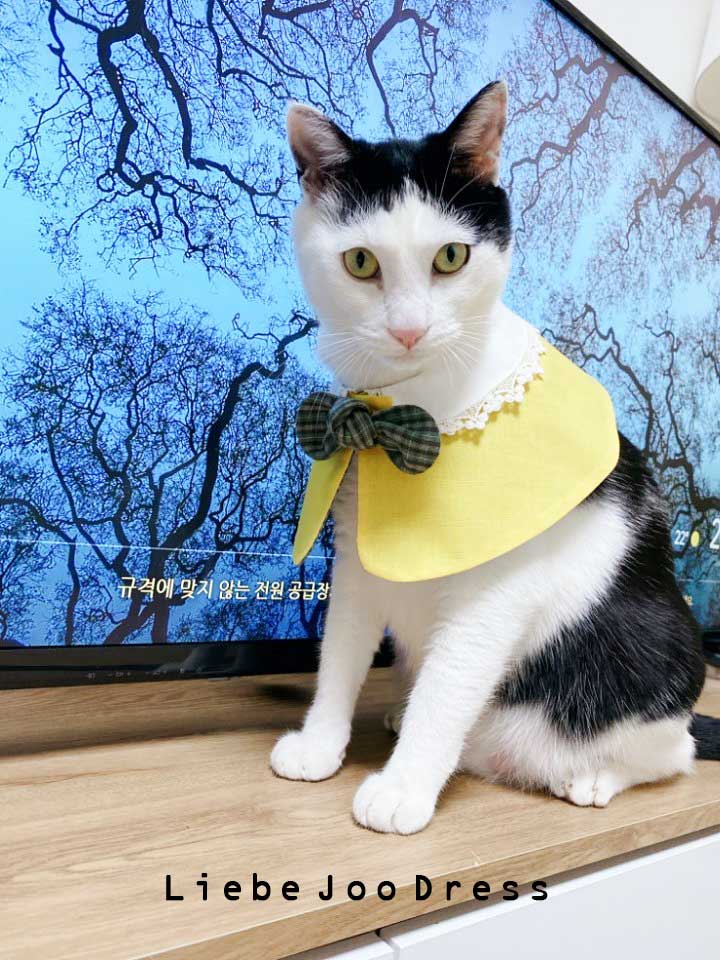  강아지 고양이 케이프 만들기 봉제 과정