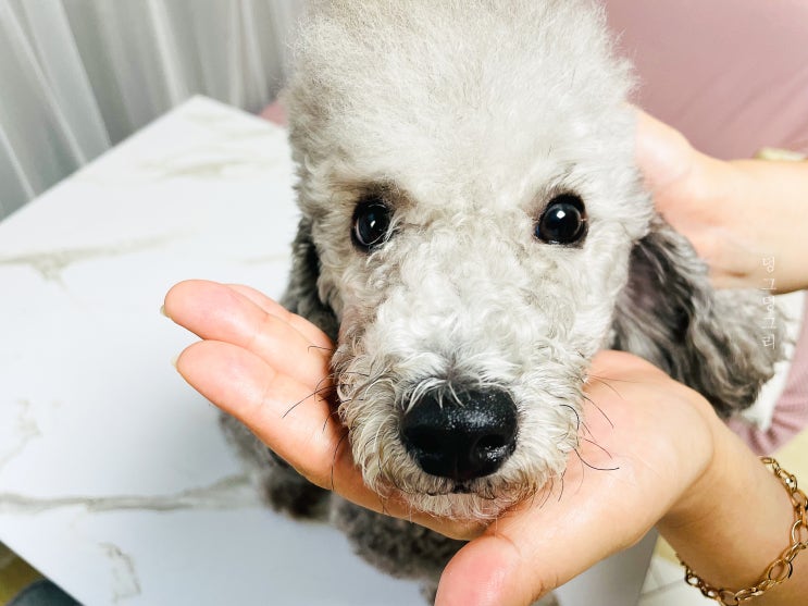  강아지 안약넣는법 이렇게 하면 어렵지 않아요!