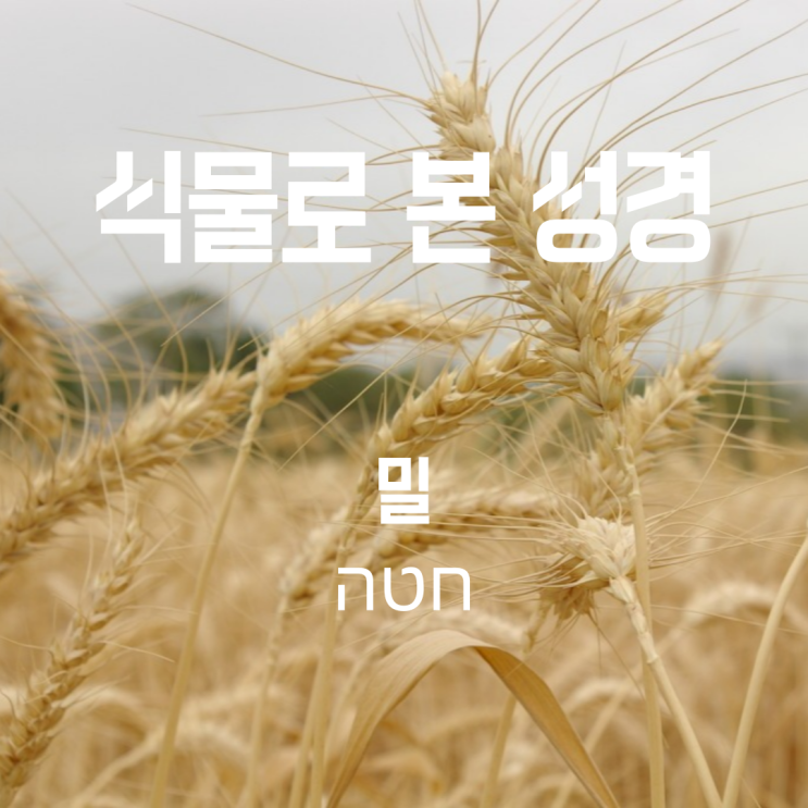  식물로 본 성경 - 밀 (하타 = חטה) - 이스라엘 밀 수확은 5월부터 시작한다!