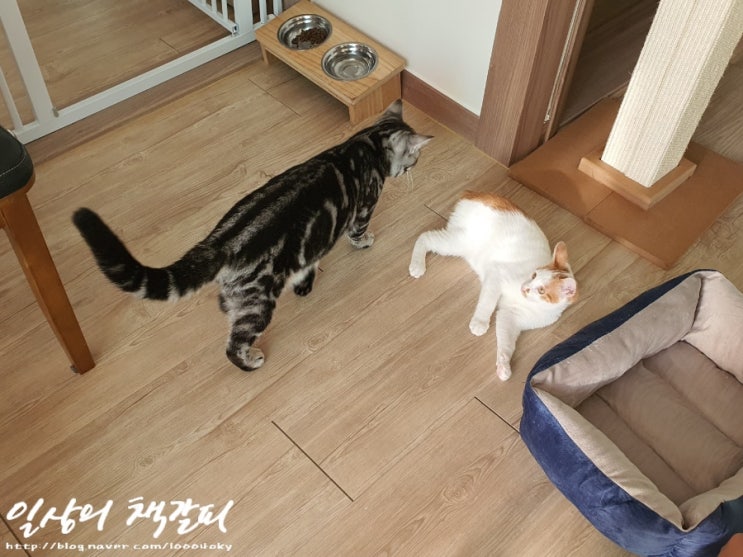 [슈비와 밤비] 아기고양이 합사 8일차 2021. 9. 11. 밤 이야기