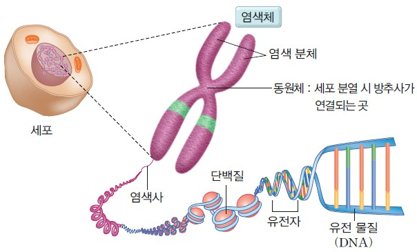 염색체와 유전자