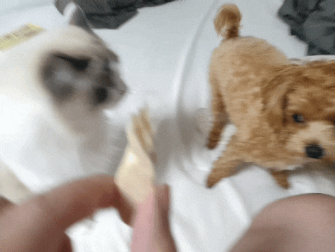  댕냥이 다투게 만드는 기호성 최고 간식 추천! 마도로스펫 치킨 텐더 동결건조 병원간식 - 강아지 고양이 간식 리뷰