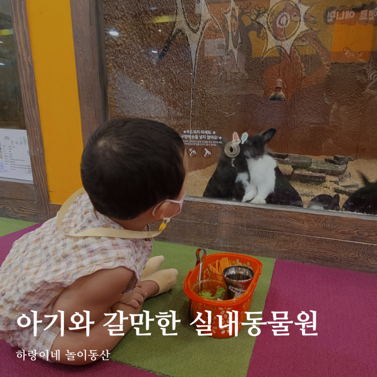두돌 아기랑 갈만한곳 와이즈파크 실내동물원 헬로애니멀 광주점