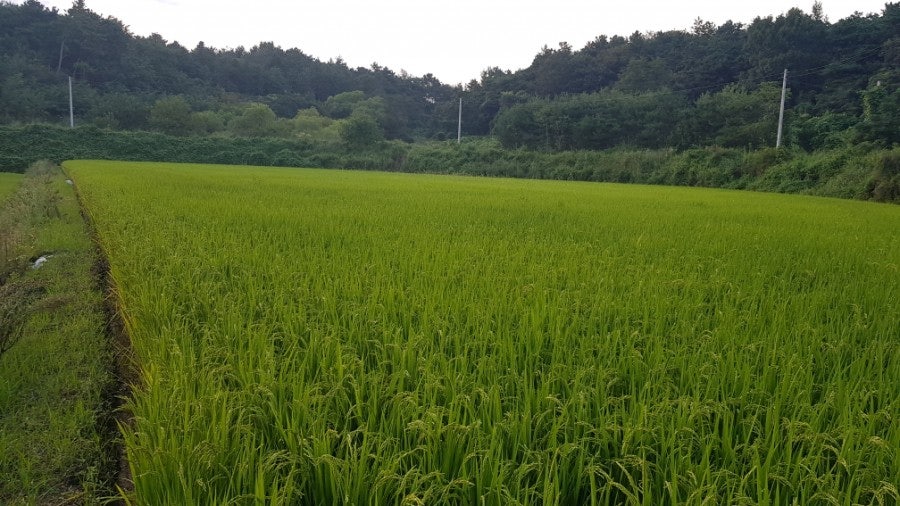집너머골 사진 5