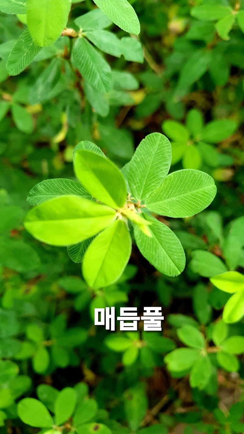 감기증상에 사용하는 매듭풀