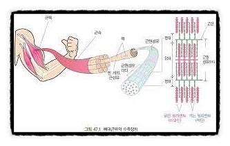  근육의 구조, 내장 체중 이완 수축 힘줄 심장 운동