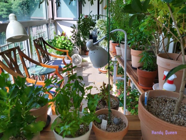 거실 식물 & 베란다 정원 플랜테리어 / 계절마다 화분 자리 옮겨주는 식물 기르기 노하우