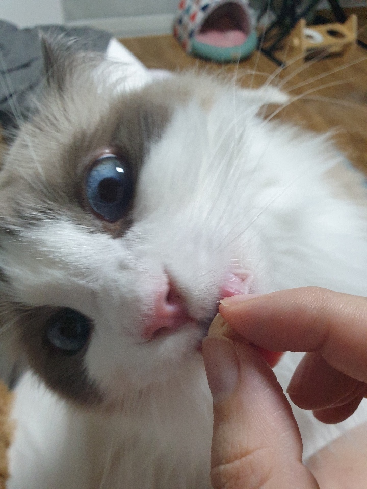  댕냥이 역대급 반응 마약간식 추천 ㅋㅋㅋ - 조공 미니 트릿 닭 (치킨트릿) 리뷰