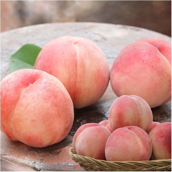 잘팔리는 털복숭아 1.5kg(10과내외/실중량) /2개구매시4.5kg발송 ··· 잘팔리는 털복숭아 1.5kg(10과내외/실중량) /2개구매시4.5kg발송 ···