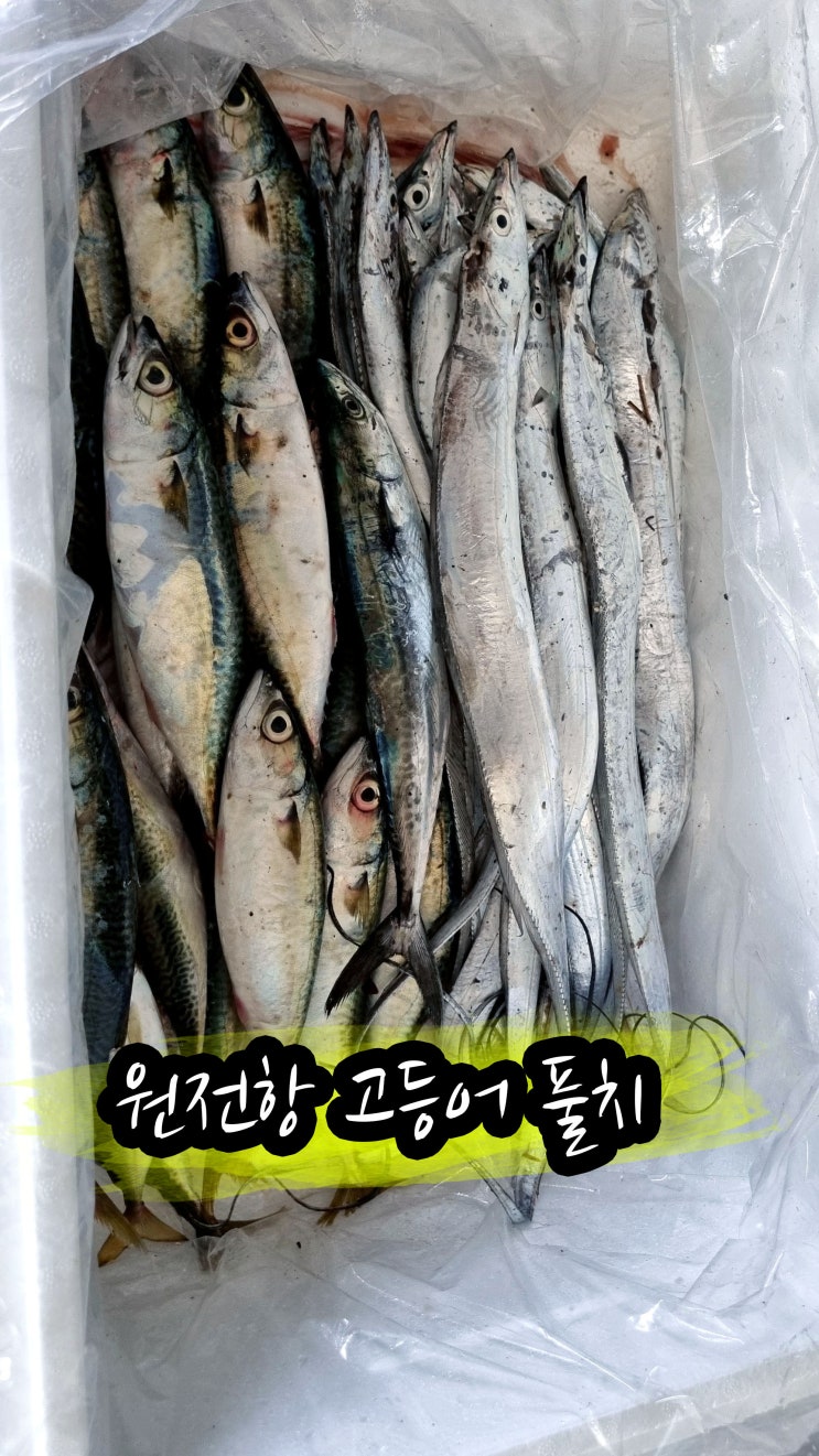  마산 원전항 방파제 풀치낚시!