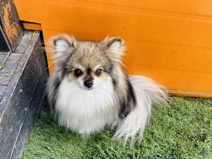  유치원에 간 꾸꾸