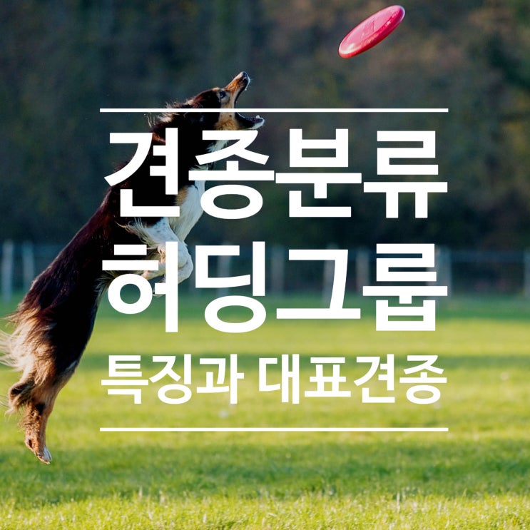 허딩그룹 : 강아지 종류와 성격 - AKC견종분류, 대표견종