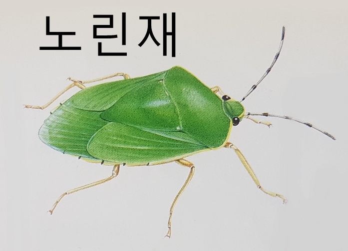  빈대 이 벼룩 종류 특징 크기