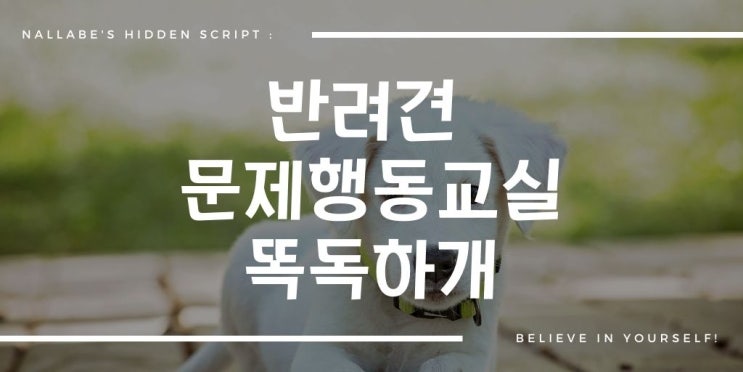  유기견 없는 도시 반려견 문제행동교실 똑독하개 1주차 후기