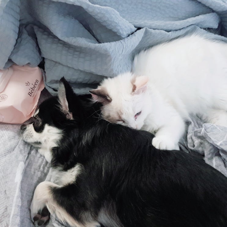  사이좋은 강아지와 고양이 원두랑 연유
