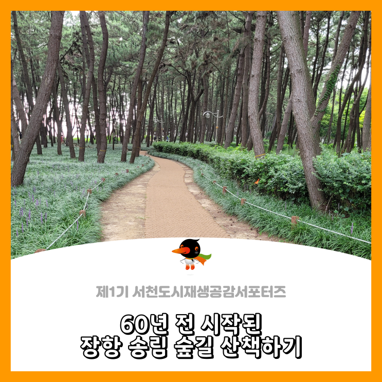  [서천군도시재생공감서포터즈단] 60년 전 시작된 장항 송림 숲길 산책하기