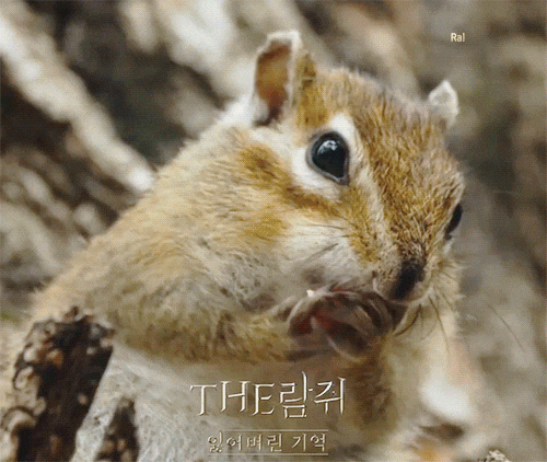 cTHE람쥐 귀여운 다람쥐 모먼트 지플립 외부 커버화면 움짤 기록! kimraaaaaaa