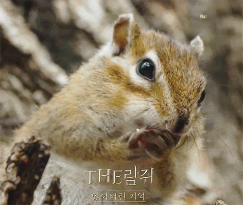 cTHE람쥐 귀여운 다람쥐 모먼트 지플립 외부 커버화면 움짤 기록! kimraaaaaaa cTHE람쥐 귀여운 다람쥐 모먼트 지플립 외부 커버화면 움짤 기록! kimraaaaaaa