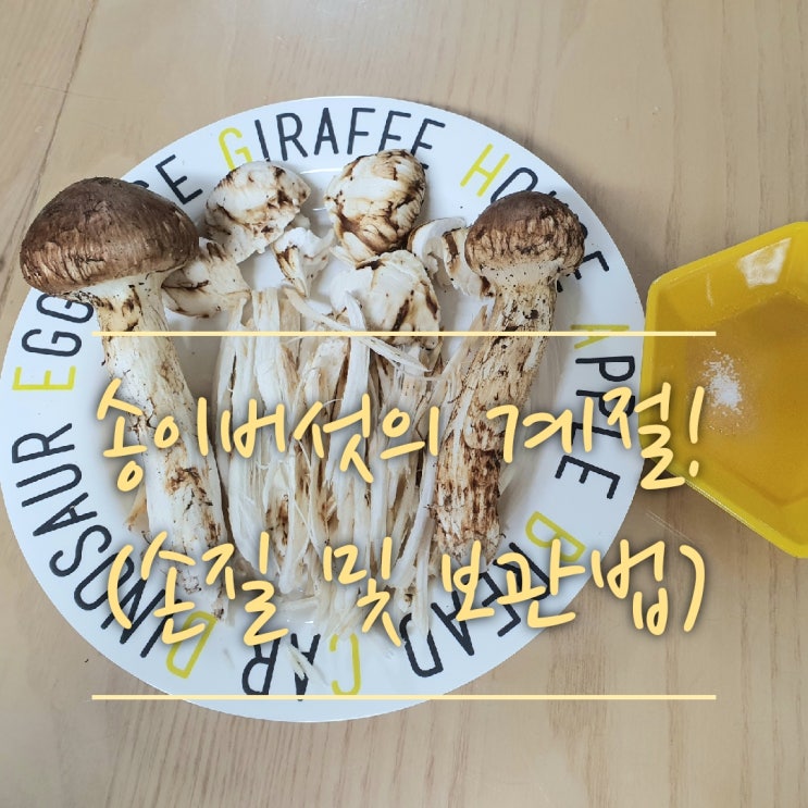  송이버섯의 계절이 왔어요~![현지인(제가) 알려주는 송이버섯 손질,송이버섯 보관,송이버섯제일맛있게법는법]