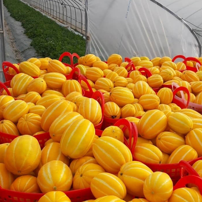 인기있는 공주네농장 성주 참외, 11. 가정용 흠과 10KG / 대과, 1박스 ··· 인기있는 공주네농장 성주 참외, 11. 가정용 흠과 10KG / 대과, 1박스 ···