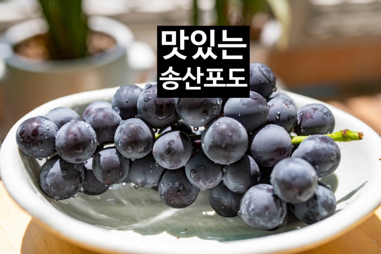  송산포도와 함께 하는 가을