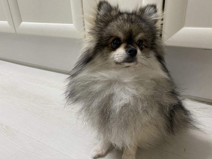  꾸꾸의 평범한 일상